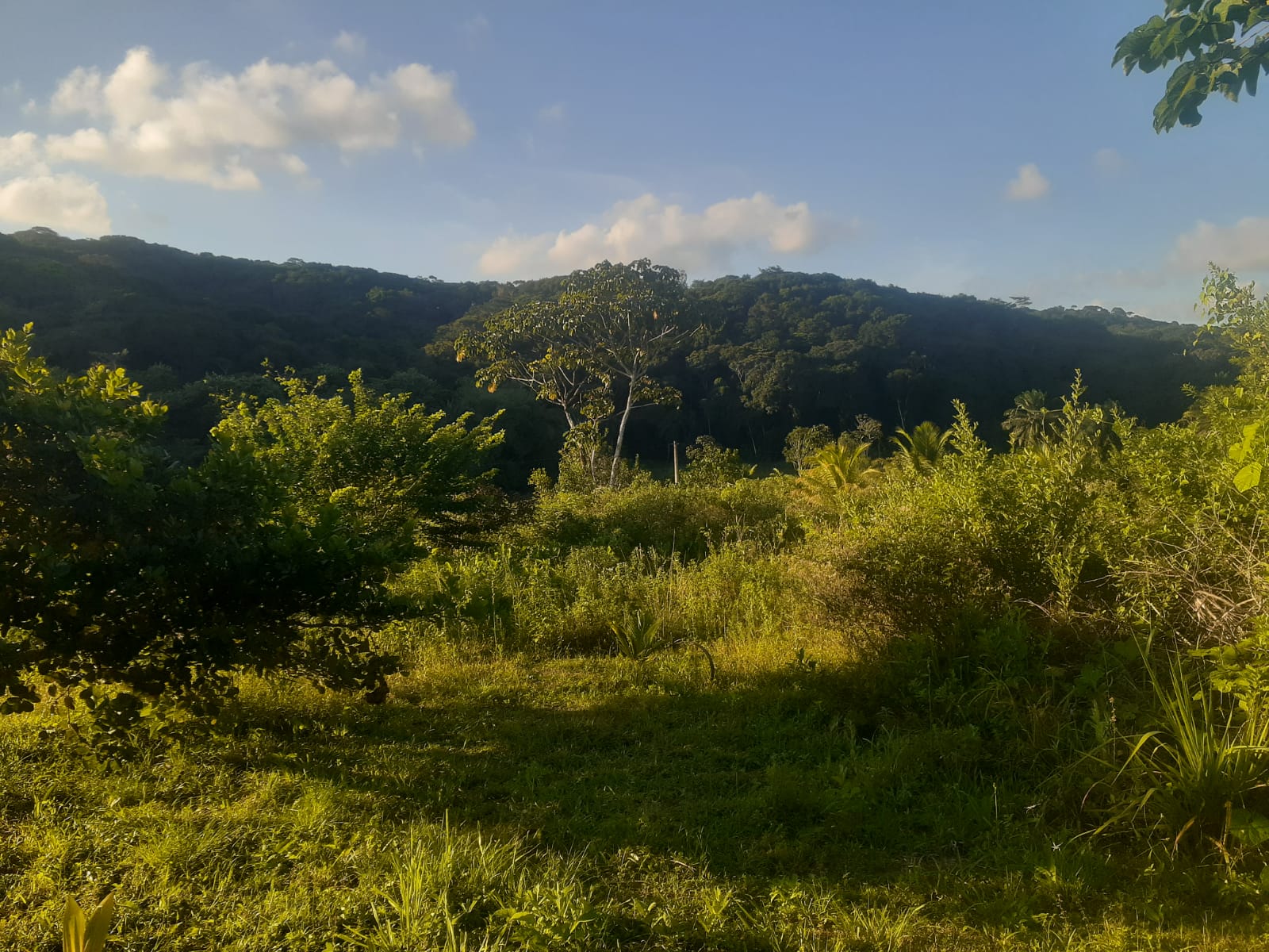 Mata da Várzea — território da Colméia