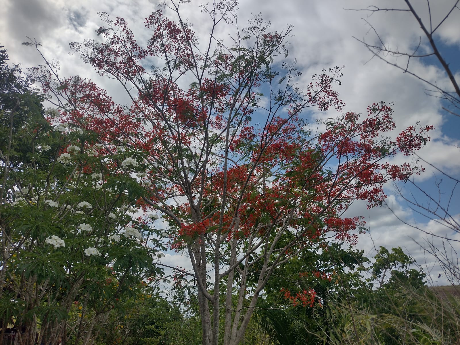 Floração nativa da Várzea